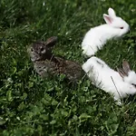 Relax Marjanca Rogaska Slatina