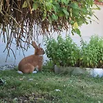 Guest house Relax Marjanca Rogaska Slatina