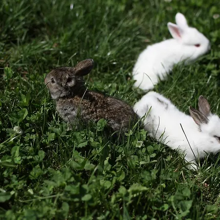Relax Marjanca Rogaška Slatina