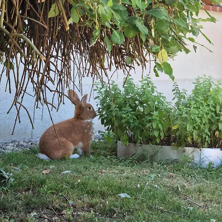 招待所 Relax Marjanca 罗加斯卡斯拉提纳