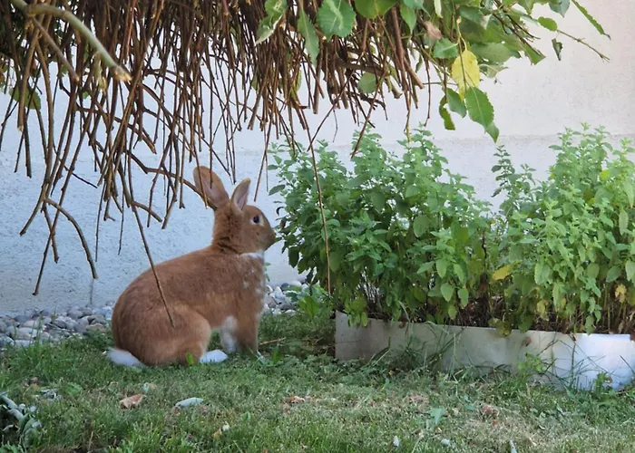 Gasthuis Relax Marjanca Rogaška Slatina